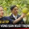 Đảm bảo ATTP tại các vùng sản xuất trọng điểm | Tin tức