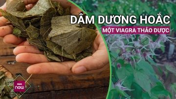 Dâm dương hoắc: Viagra thảo dược được công nhận từ hàng trăm năm trước | VTC Now