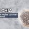 Điều bí ẩn trong hạt Chia: Siêu thực phẩm nhỏ bé, vị cứu tinh cho sức khỏe con người | VTC Now