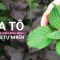 Điều trị cúm, các bệnh về đường tiêu hóa… bằng dược liệu thân thiện với sức khỏe này | VTC Now