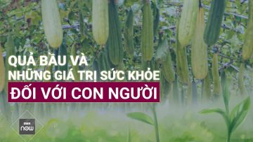 Giá trị bất ngờ đối với sức khỏe của quả bầu có thể nhiều người chưa biết | VTC Now