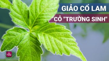 Giảo cổ lam: Bí quyết sống thọ của người xưa | VTC Now