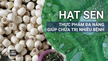 Hạt sen: Loại dược liệu y học cổ truyền giúp chữa trị nhiều bệnh | VTC Now