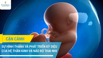 Hệ thần kinh & não bộ thai nhi hình thành, phát triển như thế nào?