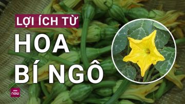 Hoa bí ngô: Phương thuốc giúp một số quý ông thoát nỗi đầy đoạ về nguy cơ mắc bệnh vô sinh | VTC Now