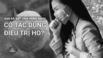 Hoa hồng bạch là loại thuốc chữa ho hiệu quả, bạn có biết? | VTC Now