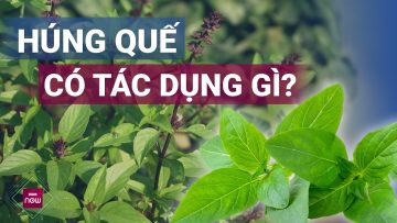 Húng quế: Loại rau gia vị quen thuộc với những công dụng bất ngờ cho sức khỏe | VTC Now