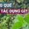 Húng quế: Loại rau gia vị quen thuộc với những công dụng bất ngờ cho sức khỏe | VTC Now