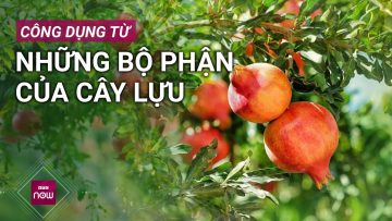 Khám phá công dụng chữa bệnh đặc biệt từ quả lựu | VTC Now