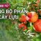 Khám phá công dụng chữa bệnh đặc biệt từ quả lựu | VTC Now