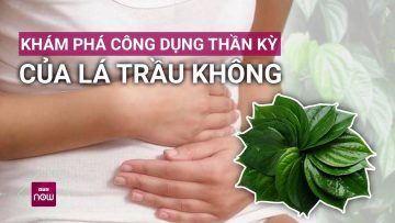 Khám phá công dụng thần kỳ của thần dược lá trầu không | VTC Now