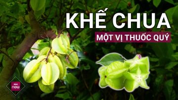 Khế chua: Từ lá, quả đến rễ đều là vị thuốc quý, không phải ai cũng biết | VTC Now