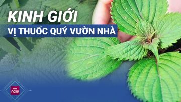 Kinh giới: Vị thuốc quý trong vườn nhà | VTC Now