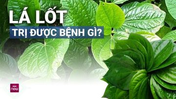 Lá lốt: Loại lá quen thuộc trên mâm cơm đồng thời là vị thuốc nam với tác dụng không ngờ | VTC Now