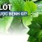 Lá lốt: Loại lá quen thuộc trên mâm cơm đồng thời là vị thuốc nam với tác dụng không ngờ | VTC Now
