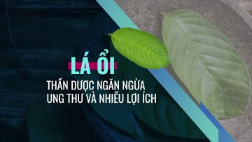 Lá ổi, thần dược ngăn ngừa ung thư và những lợi ích chưa nhiều người biết | VTC Now