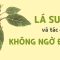 Lá sung và những tác dụng không ngờ đến