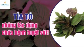 Lá tía tô tốt cho sức khỏe thế nào?