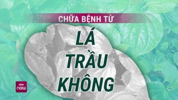 Lá trầu không: Loại thuốc kháng sinh quý giá mà tự nhiên ban tặng | VTC Now