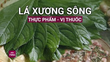 Lá xương sông: Vị thuốc quý chữa trị hiệu quả rất nhiều bệnh | VTC Now