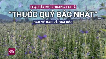 Loại cây mọc hoang bất ngờ lại là “thuốc quý bậc nhất” bảo vệ gan và giải độc | VTC Now