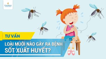 Muỗi nào gây sốt xuất huyết?