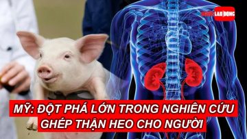 Mỹ: Đột phá lớn trong nghiên cứu ghép thận heo cho người | Báo Người Lao Động