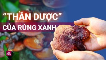 Nấm lim xanh: Thần dược rừng xanh, khắc tinh của tế bào ung thư | VTC Now