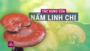 Nấm linh chi là thần dược cho hệ miễn dịch nhưng phải biết chế biến thế nào cho đúng | VTC Now