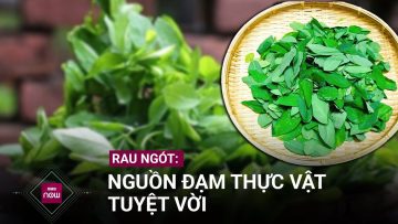 Nguồn đạm thực vật tuyệt vời từ rau ngót và những điều cần phải lưu tâm | VTC Now