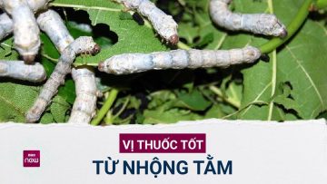 Nhộng tằm: Vị thuốc tốt điều trị còi xương, liệt dương… nhưng lạm dụng sẽ gây hậu quả khôn lường