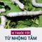 Nhộng tằm: Vị thuốc tốt điều trị còi xương, liệt dương… nhưng lạm dụng sẽ gây hậu quả khôn lường