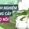 Những điều chưa biết về thảo dược dân gian bổ gan thận, chữa sốt xuất huyết: Cây nhọ nồi | VTC Now