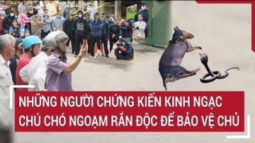 Những người chứng kiến kinh ngạc chú chó ngoạm rắn độc để bảo vệ chủ