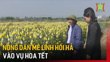 Nông dân Mê Linh hối hả vào vụ hoa Tết | Tin tức