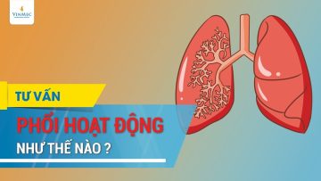 Phổi có nhiệm vụ gì?