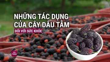 Quả dâu tằm chua chua, ngọt ngọt mang lại công dụng bất ngờ | VTC Now