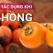 Quả hồng: Đồng minh đáng tin cậy của sức khỏe vào mùa thu | VTC Now