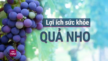 Quả nho: Dược liệu tự nhiên giúp bảo vệ tim mạch, ngăn ngừa ung thư? | VTC Now