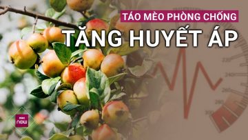 Quả táo mèo là khắc tinh của bệnh tiểu đường và cao huyết áp | VTC Now