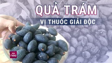 Quả trám: Vị thuốc bổ gan, giải độc, chữa ho, tăng cường sức khỏe tim mạch hiệu quả | VTC Now