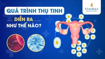 Quá trình thụ tinh diễn ra như thế nào?