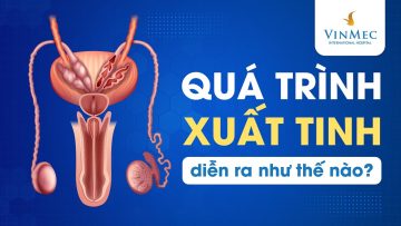 Quá trình xuất tinh diễn ra như thế nào?