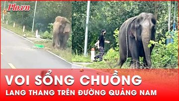 Quảng Nam: 1 con voi sổng chuồng lang thang trên đường | Tin nhanh
