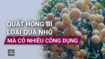 Quất hồng bì: Loại quả nhỏ mà có võ với nhiều công dụng đặc biệt | VTC Now