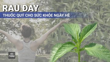 Rau đay: Thuốc quý cho sức khỏe ngày hè | VTC Now