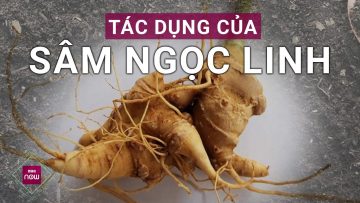 Sâm Ngọc Linh: Viên ngọc quý hiếm của rừng già Việt Nam | VTC Now