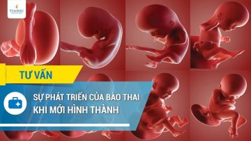 Sự phát triển của bào thai khi mới hình thành