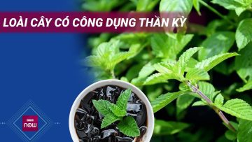 Sương sáo – loài cây làm món giải nhiệt quen thuộc với công dụng thần kỳ mà không phải ai cũng biết