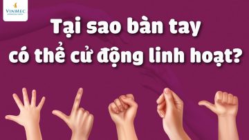 Tại sao bàn tay có thể cử động linh hoạt | BS Trần Quyết, BV Vinmec Times City